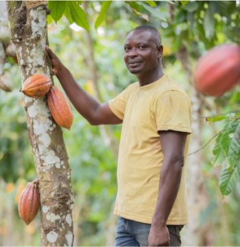 map standing with cocoa tree