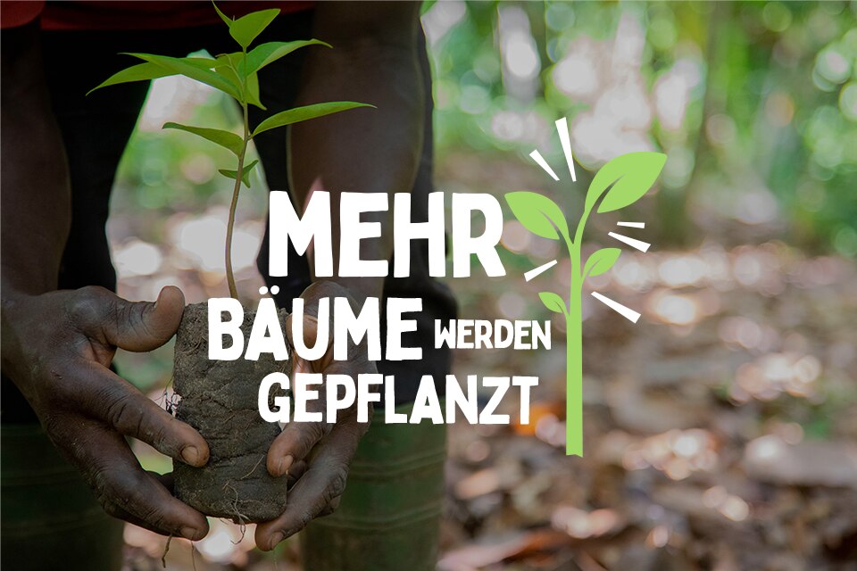 Bild mit Text: Mehr Bäume werden gepflanzt