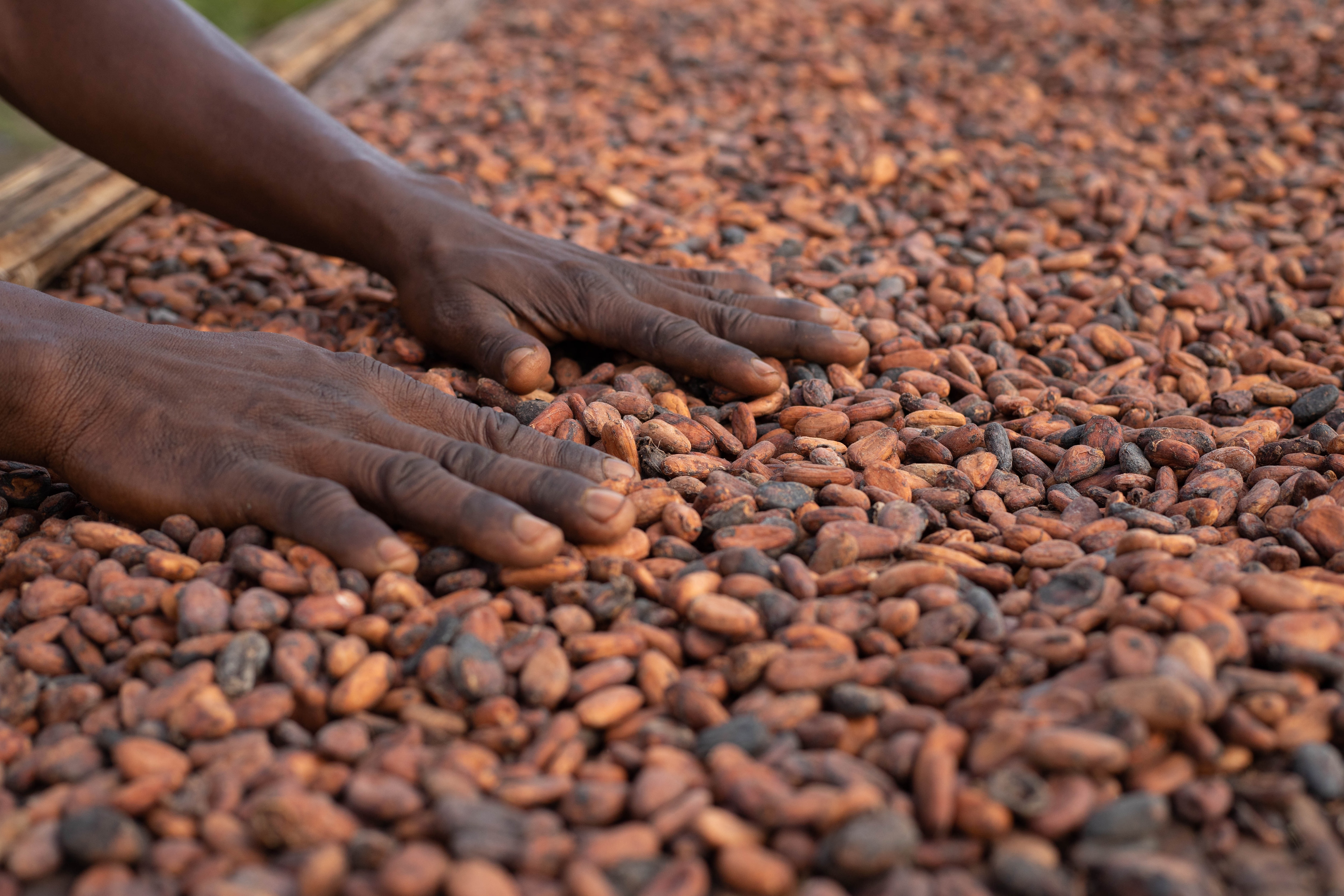 Hands in Cocoa