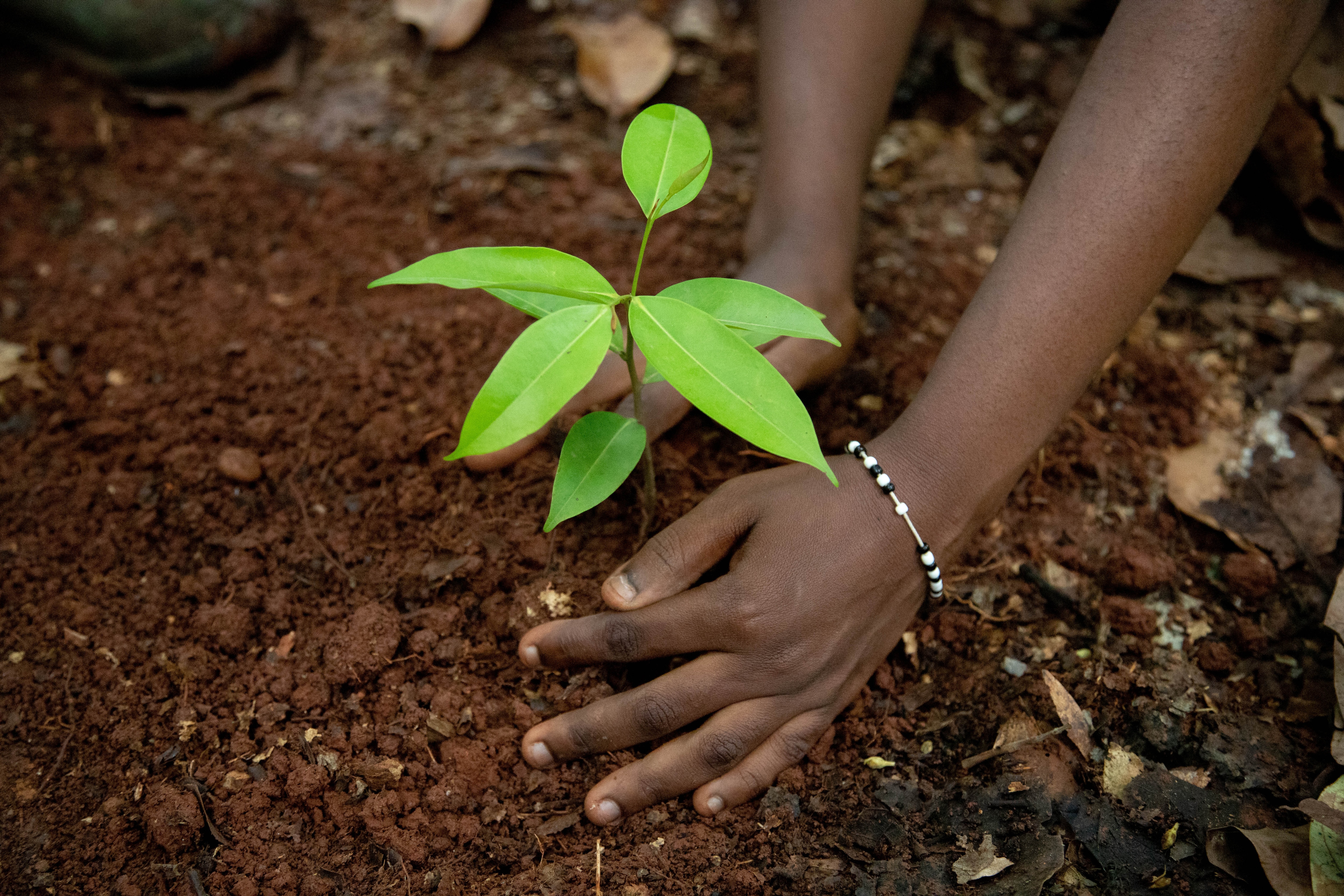 Tree in dirt